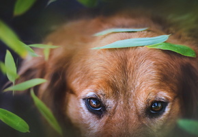 глаза, фон, Собака