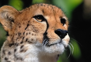 Гепард, морда, смотрит, хищник, усы