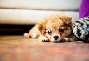 дом, взгляд, Собака