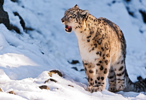 ирбис, Снежный барс, snow leopard, uncia uncia, стоит, смотрит