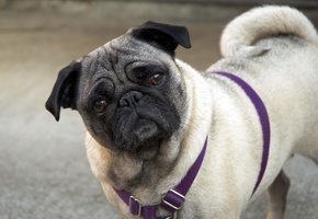 собака, dog, пес, Мопс