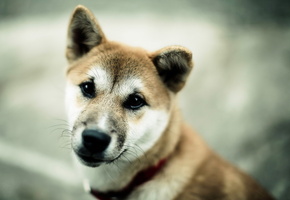 взгляд, Собака, фон