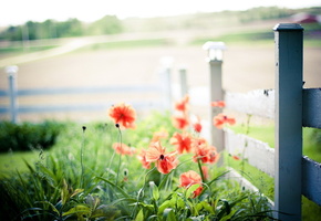 забор, Маки, макро, свет