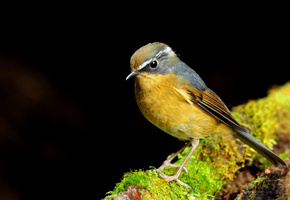 Птица, макро, бревно, желтая, мох