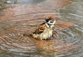 воробей, Птица, мокрый, лужа, купание, вода