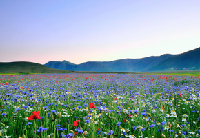 Цветы, разнотравие, маки, долина, ромашки, поле, небо