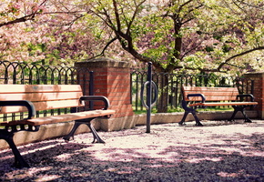 Город, скамья, улица, вишни