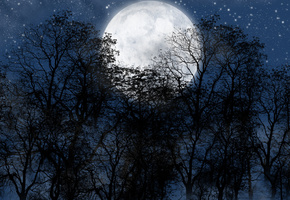 звезды.небо, Ночь, луна, лес