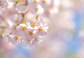 небо, вишня, цветы, ветви, розовые, Сакура, лепестки