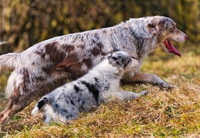 Австралийская овчарка, материнство, щенок, прогулка