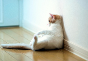 отдых, Кошка, torode