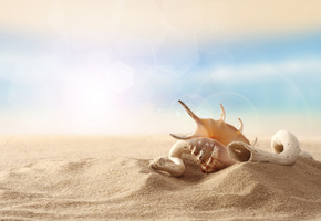 небо, Ракушка, песок, пляж, деревяшка