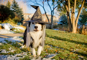 Собака, праздник, шляпа