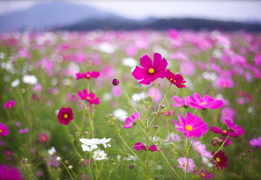 цветы, белые, Космея, розовые, малиновые, лепестки