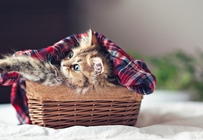 paws, Cat, кошка, basket, face, ben torode, kitten, eyes, kitty
