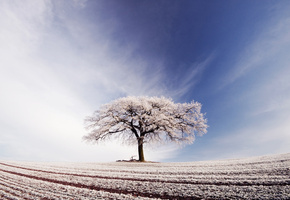 иней, Небо, облака, поле, дерево