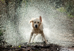 брызги, Собака, вода, капли