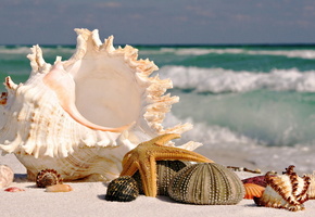 море, ракушка, песок, цветы, небо