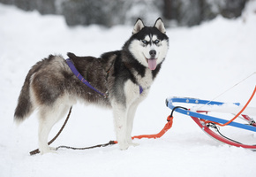 хаски, Ездовая собака, сани