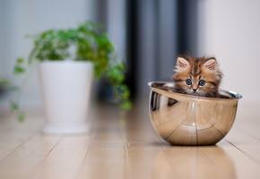 кот, котенок, кошенятко, кастрюля, Кошка