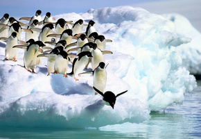 снег, вода, Пингвины