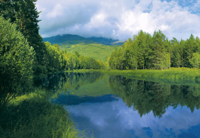 лето, Лес, гладь, река, вода, трава, берег, деревья