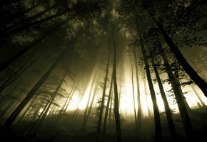 Лес, стволы, бугор, деревья, свет, холм