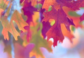 Макро, листва, осень, краски
