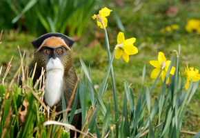 природа, Обезьяна, цветы, трава