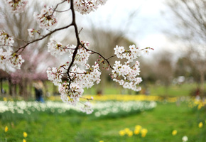 Ветка, сакура, ветви, вишня, цветы, цветение, дерево