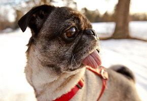 Собака, мопс, взгляд