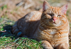 лето, природа, Кот