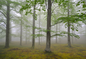 Природа, листва, туман, деревья, май, лес