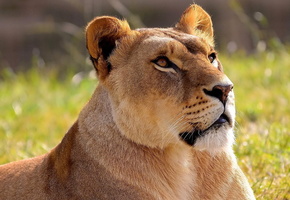 львица, panthera leo, смотрит вверх, морда, Лев, lion