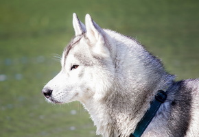 Собака, хаски, мечта