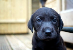 Собака, дом, щенок