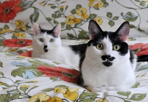 мордочки, одеяло, Кошки, черно белые