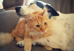 друзья, Кот, собака