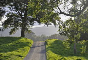 дорога, трава, вечер, лето, Природа, деревья