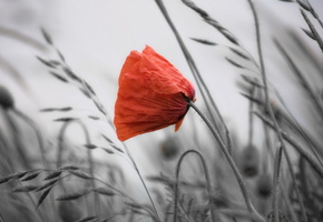 фон, цветы, Мак