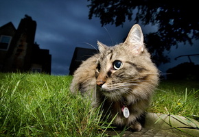 ночь, Кошка, природа