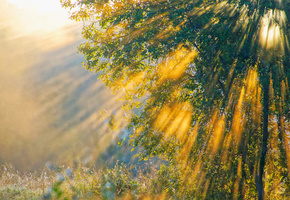 свет, утро, Природа, дерево, лучи