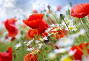 ромашки, маки, стебли, Цветы, небо