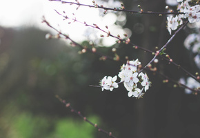 цветение, белые, ветка, ветки, лепестки, Вишня, цветы