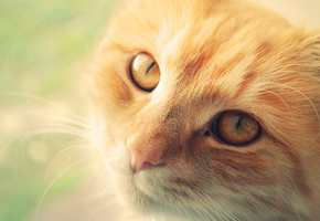 макро, рыжий, Кот, кошка, морда