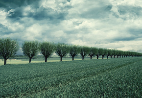 небо, ряд, деревья, облака, тучи, Поле