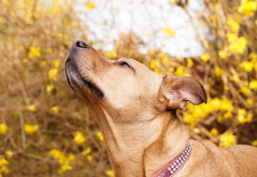 природа, Собака, фон