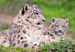 снежный барс, котёнок, Ирбис, мама, взгляд