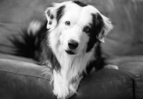 Собака, взгляд, друг