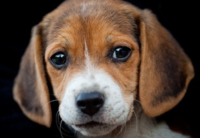 бигль, Собака, портрет